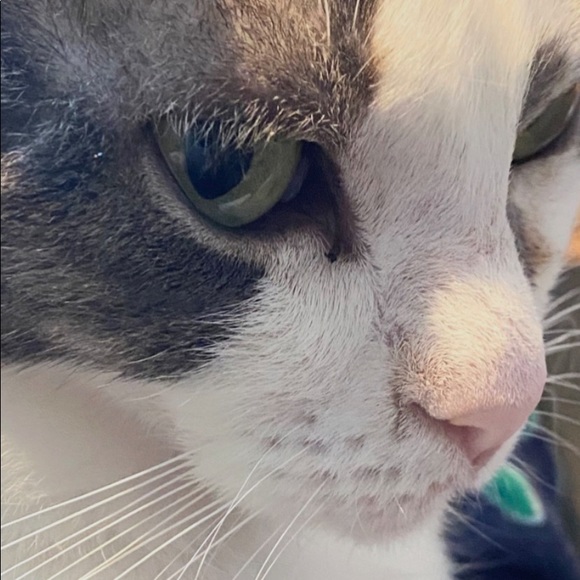 Meet your Posher, Andra - Picture 1 of 3